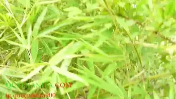 Please Don't Fuck Me In This Bush Because People Are Passing Through Here They Would Tell people