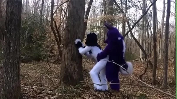 Fursuit Couple Mating in Woods