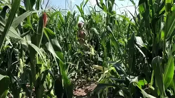 Riley Jacobs playing in corn field
