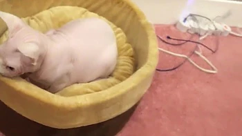 Mi Colega Me Dijo Que Me Chupe La Polla Y Terminamos Follando