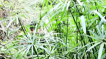 Big boobed milf double dicked hardcore