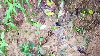 Outdoor Blowjob On Knees