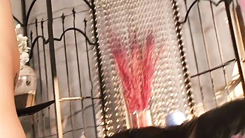 Jamie Tyler and Micah Moore's shaved threesome blowjobs